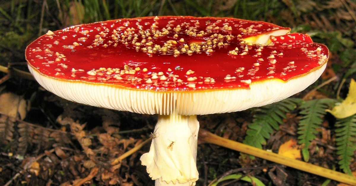 Dall'ottimo cardoncello al velenoso "amanita muscaria": guida ai funghi della terra di Bari